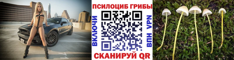 купить наркотик  Жуковский  Галлюциногенные грибы Magic Shrooms 